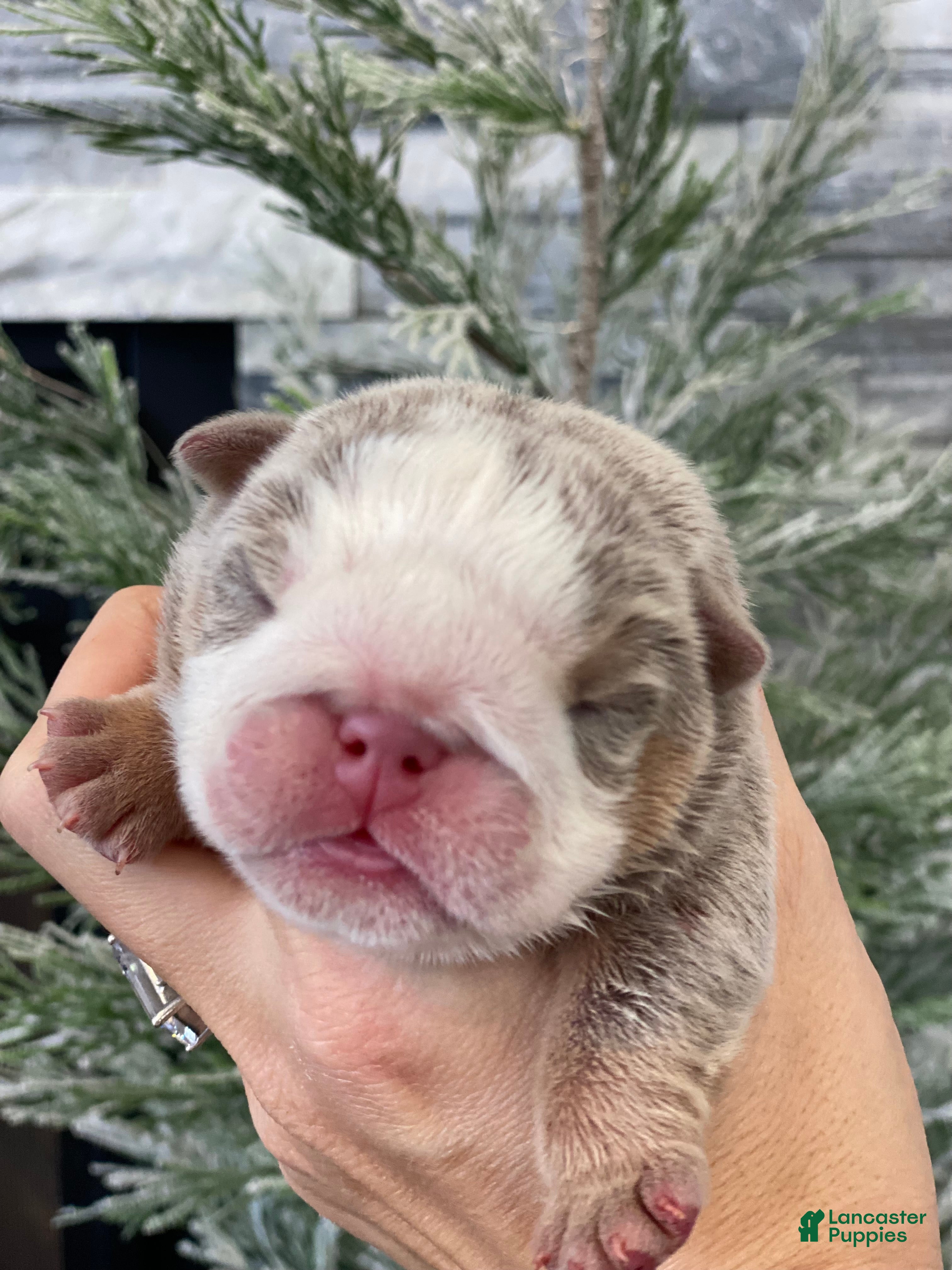 English Bulldog dogs Aurora - Ad 29