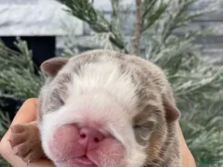 English Bulldog dogs Aurora - Ad 29