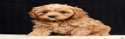 Cavapoo dogs for sale: Sally - Ad 5