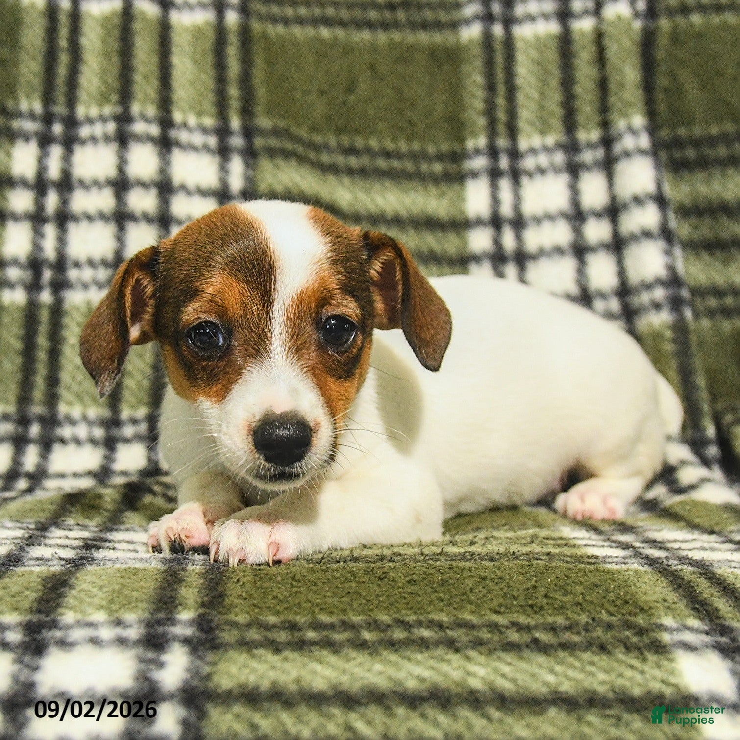 Jack Russell Terrier dogs Marley - Ad 2