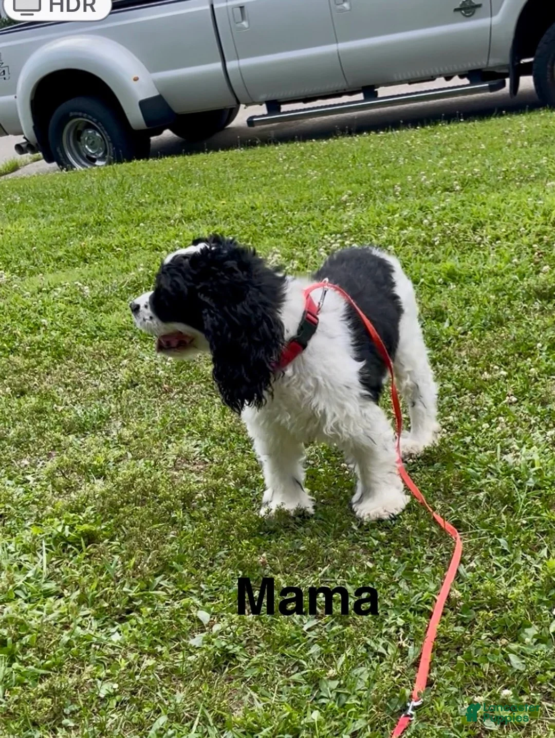 Mixed Breed dogs for sale: Jill - Ad 2