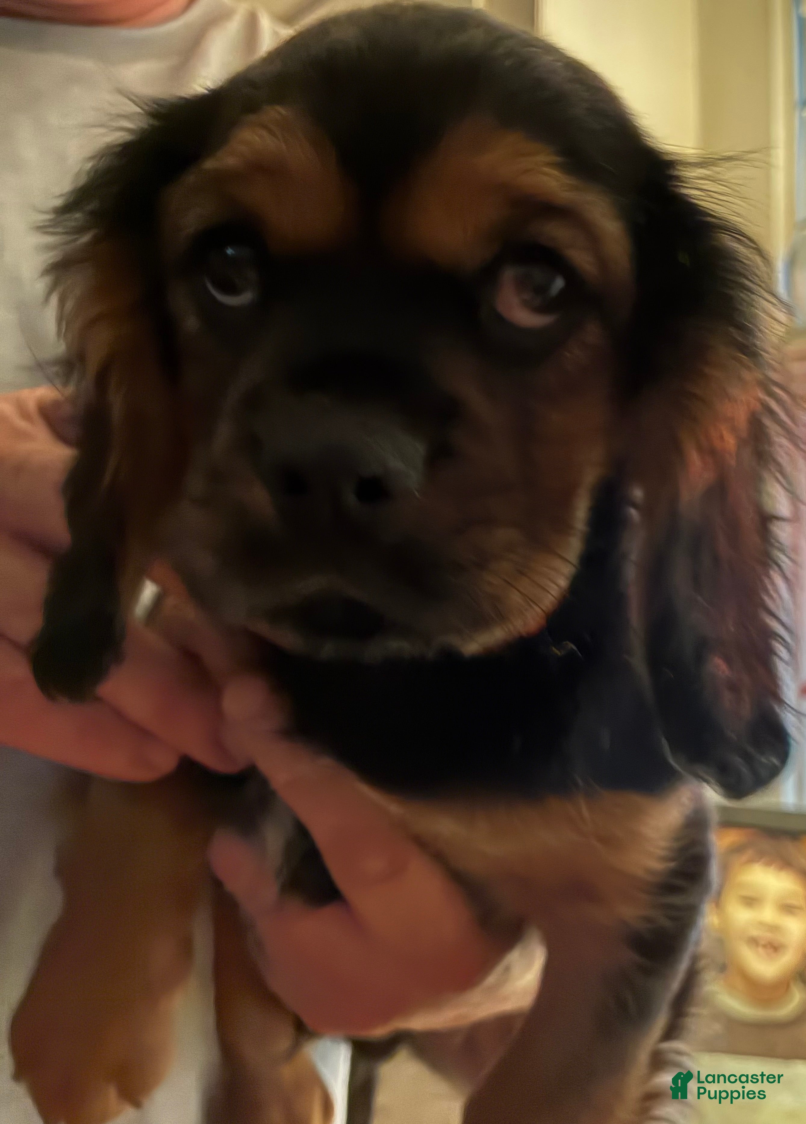 Cavalier King Charles Spaniel dogs Cavalier King Charles Spaniel Puppy 1 - Ad 1