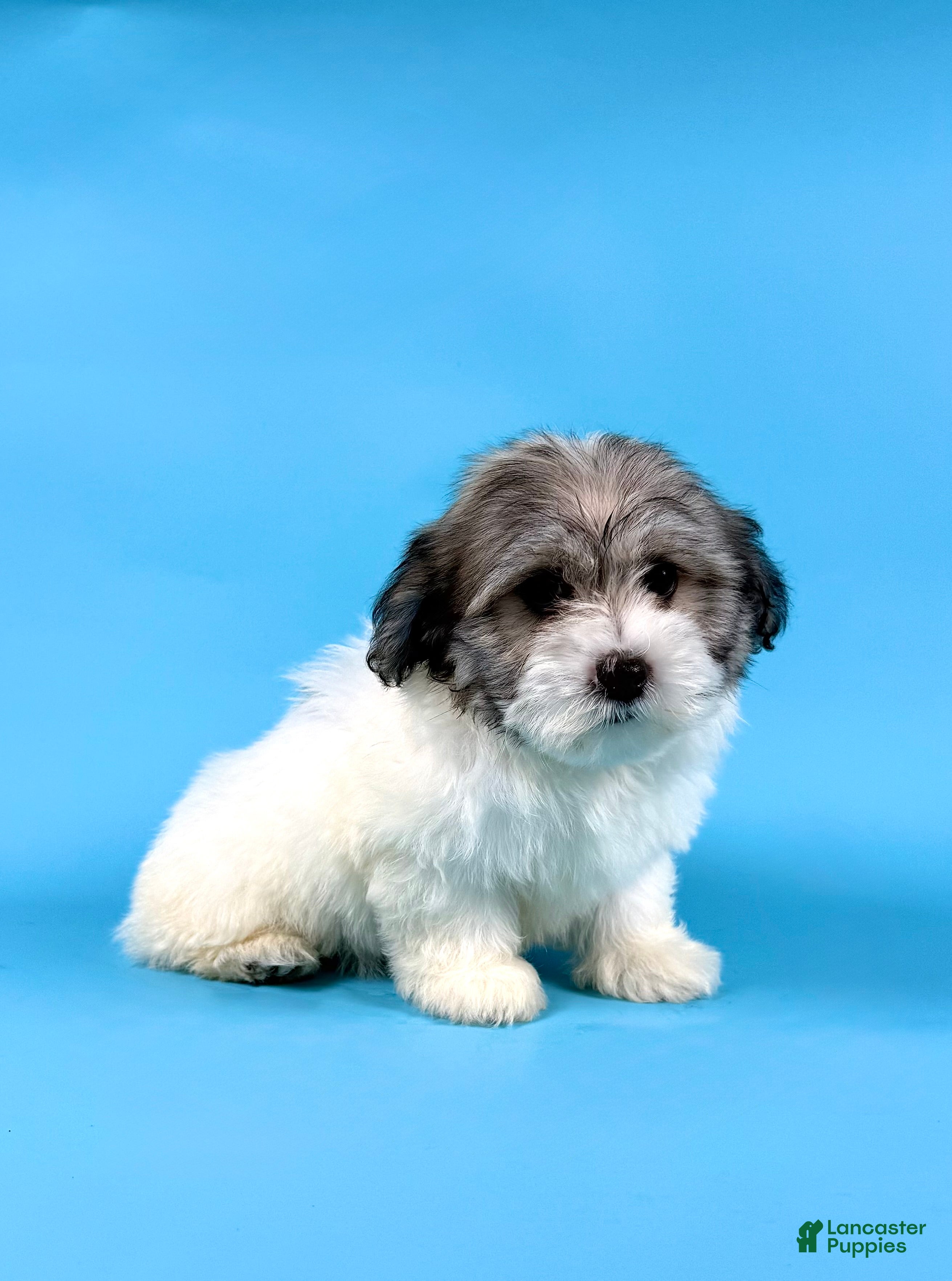 Havanese dogs EDISON - Ad 2