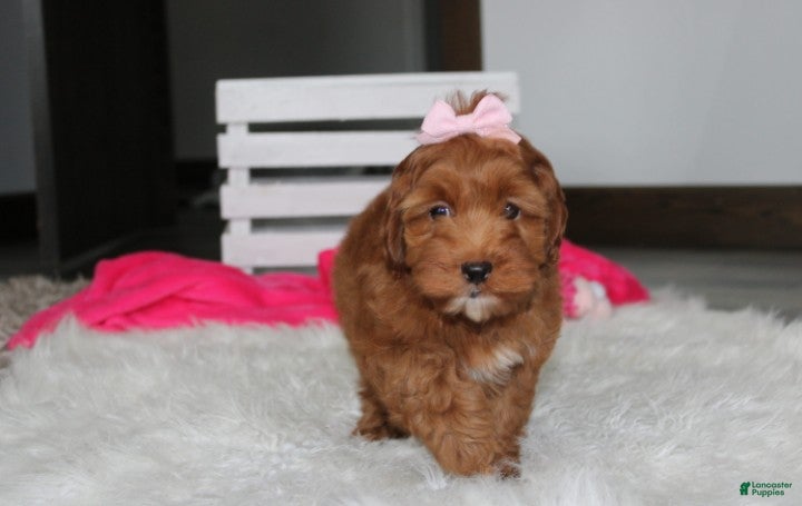 Cockapoo dogs Penny - Ad 2