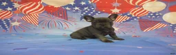 French Bulldog dogs for sale: AKC Bluebell - Ad 5