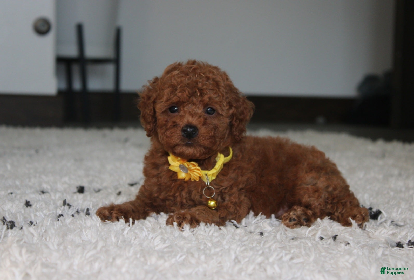Toy Poodle dogs Arlo - Ad 1