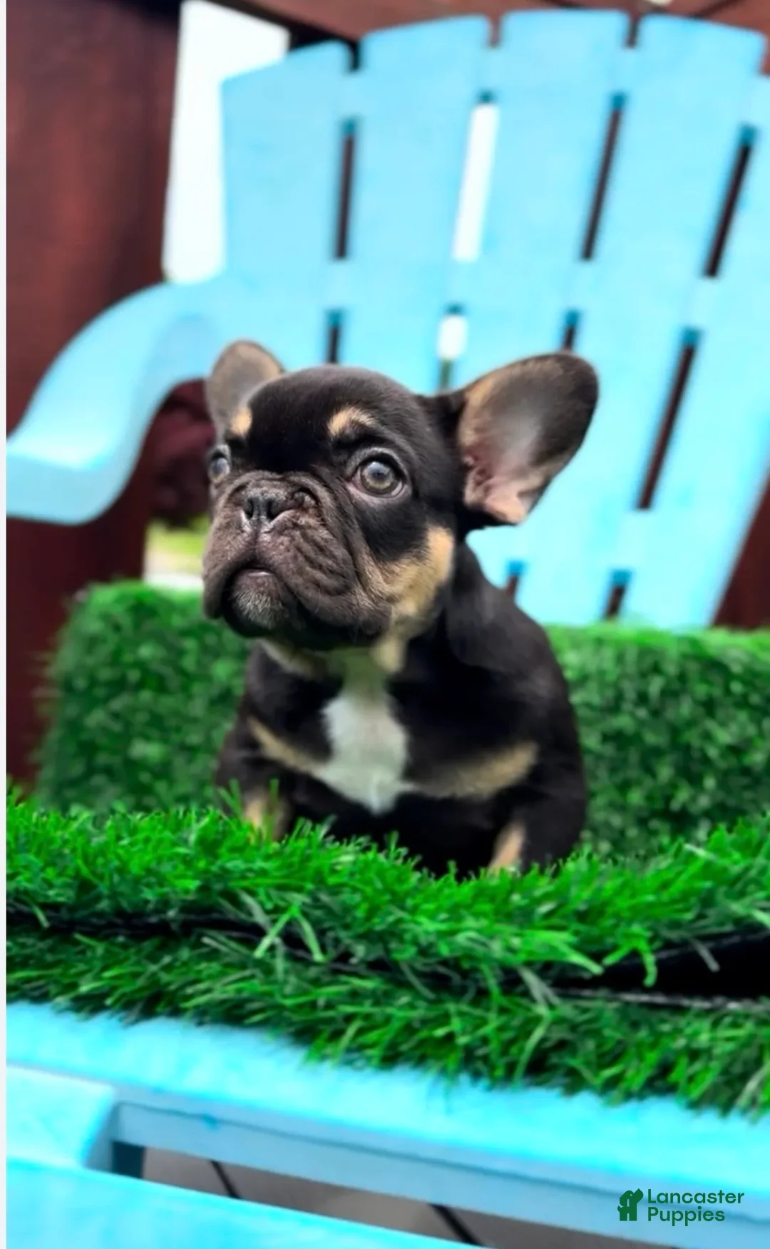 French Bulldog dogs for sale: Frenchie Female - Ad 5