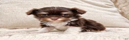 Havanese dogs for sale: Mischief - Ad 4