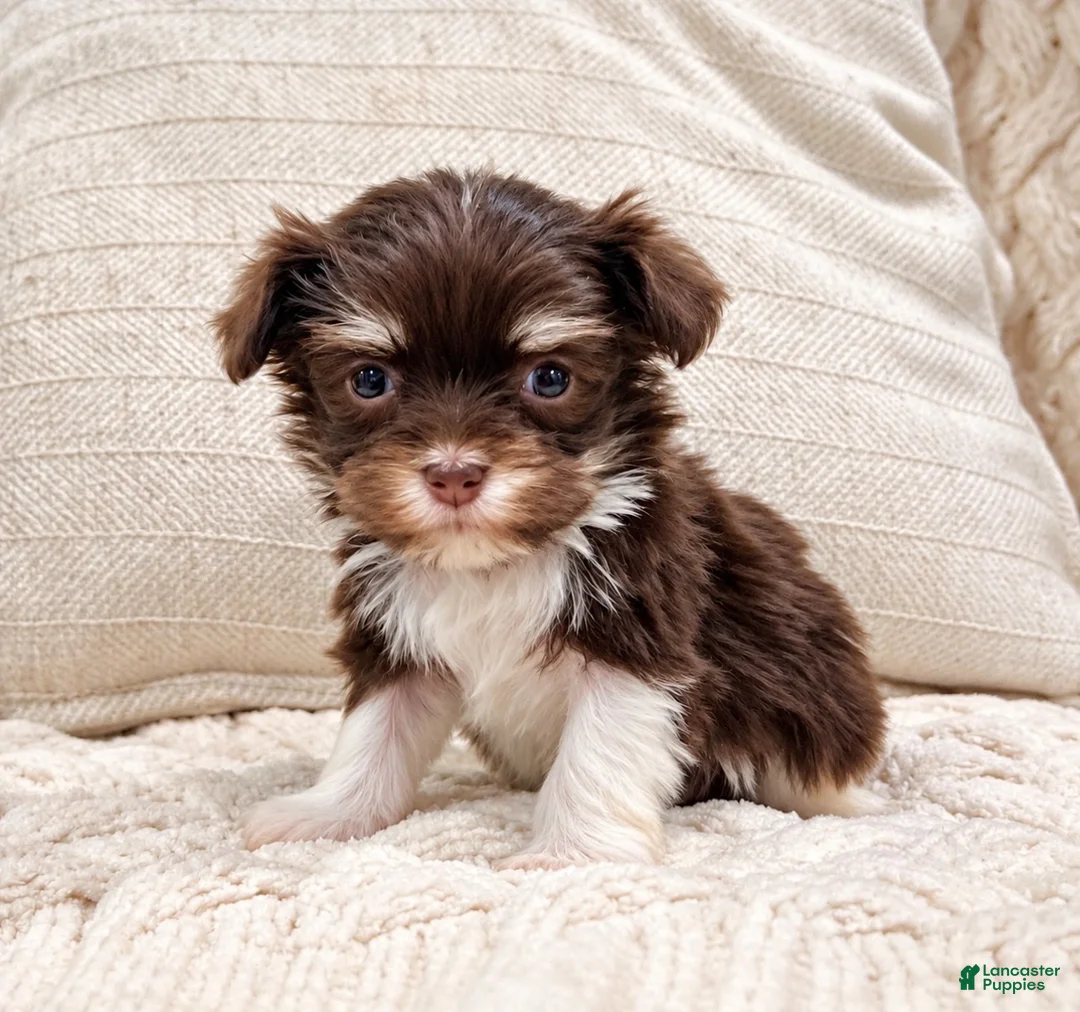 Havanese dogs for sale: Mischief - Ad 4