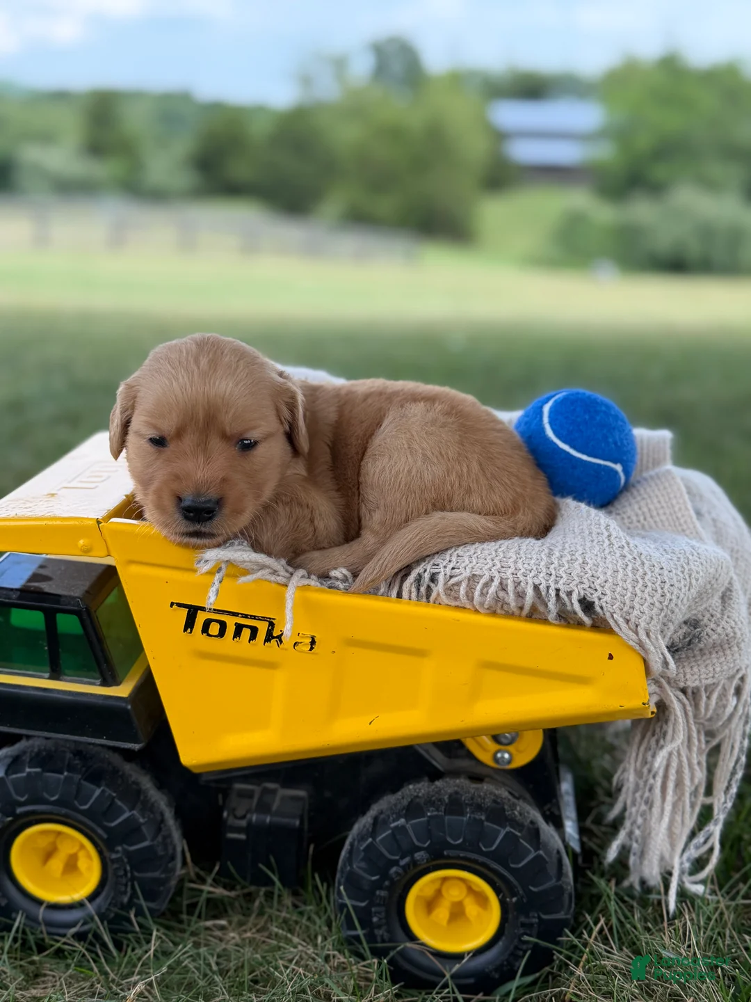 Golden Retriever dogs for sale: Gilbert - Ad 1