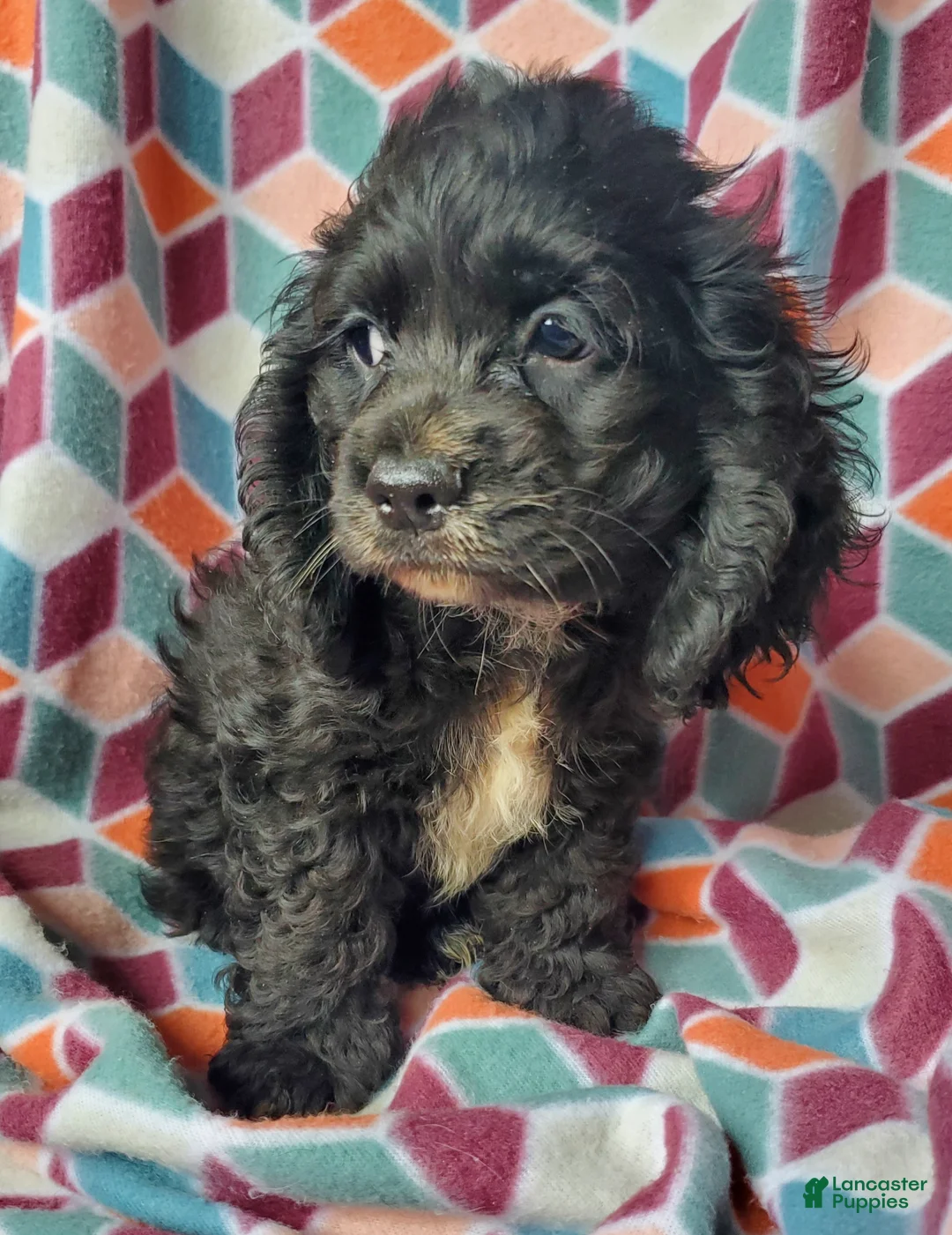 Cocker Spaniel dogs for sale: Smokey - Ad 1