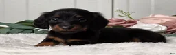 Miniature Dachshund dogs for sale: Jasper - Ad 5
