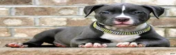 American Bully dogs for sale: "AALIYAH" BLUE NOSE / BLUE EYES - Ad 3