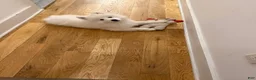 Samoyed dogs for sale: Nala - Ad 3