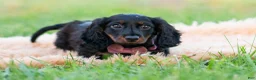 Miniature Dachshund dogs for sale: bentley - Ad 12