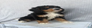 Stella