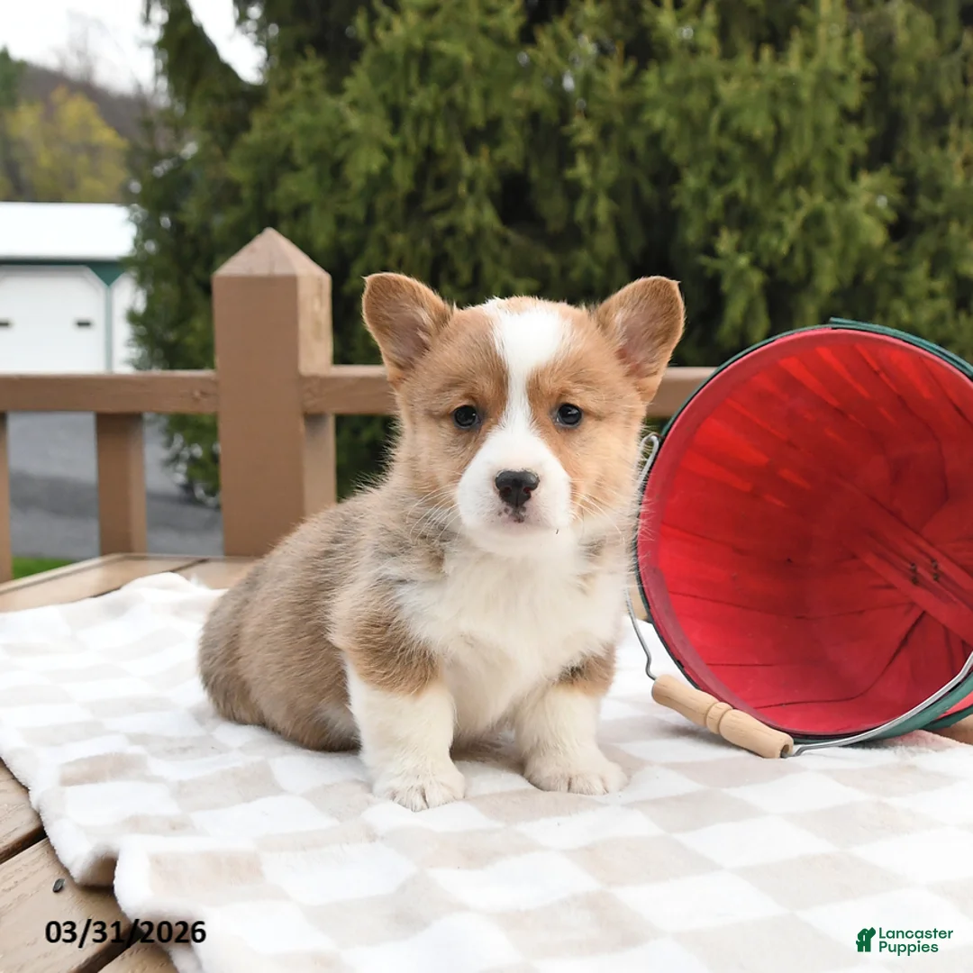 Welsh Corgi Pembroke dogs for sale: Scamper - Ad 1