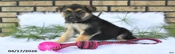 German Shepherd dogs for sale: Macy - Ad 5