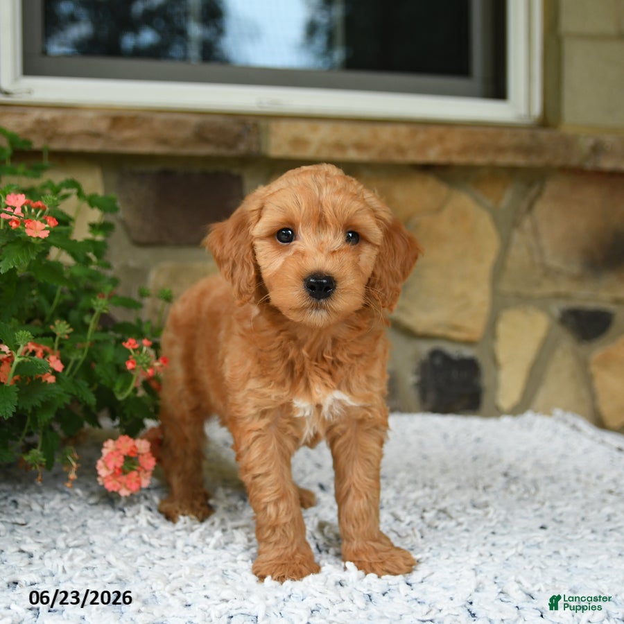 Mini Goldendoodle dogs Axle - Ad 2