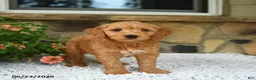 Mini Goldendoodle dogs for sale: Axle - Ad 2