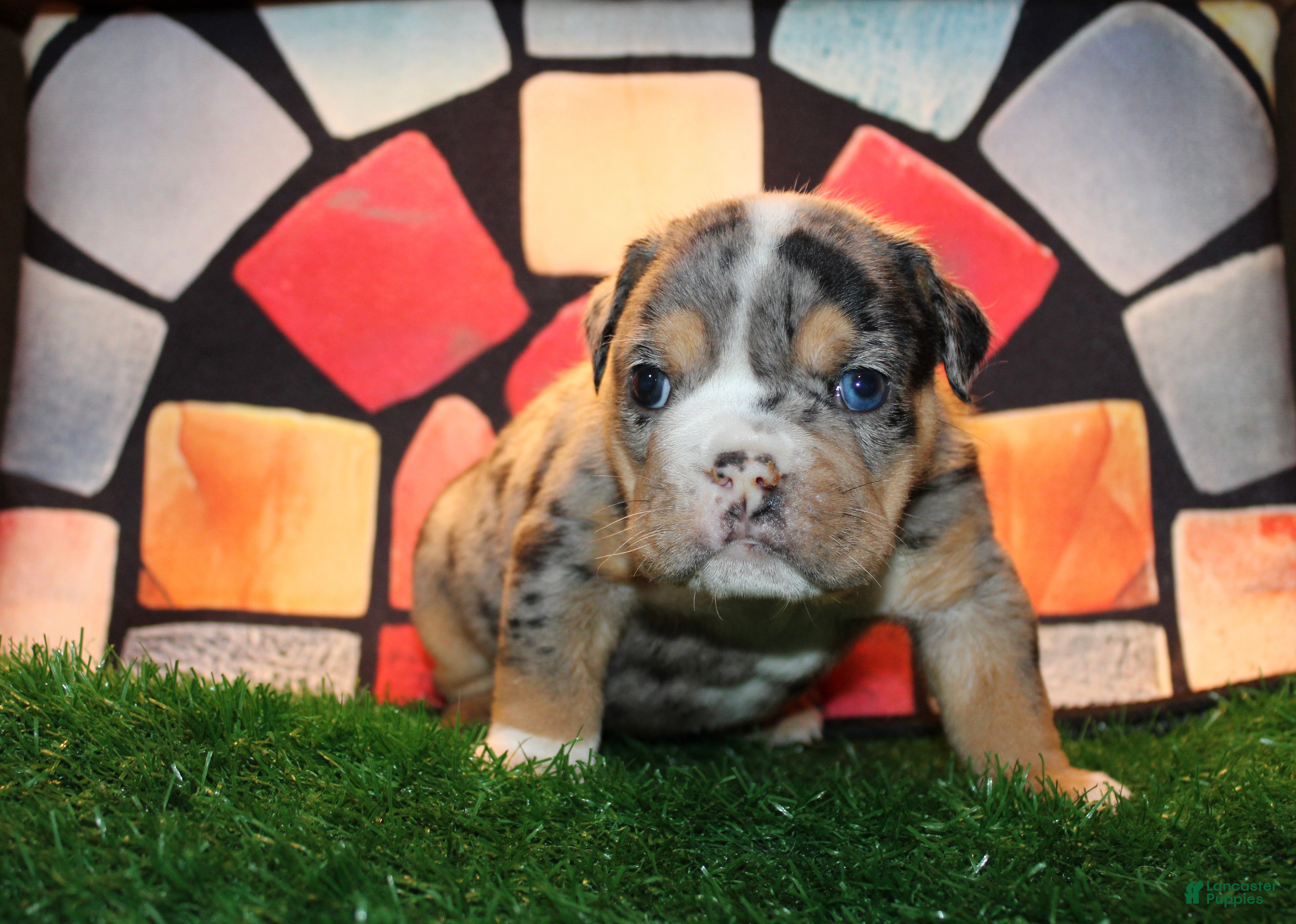 English Bulldog dogs Jackpot  - Ad 35