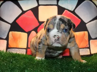 English Bulldog dogs Jackpot - Ad 24