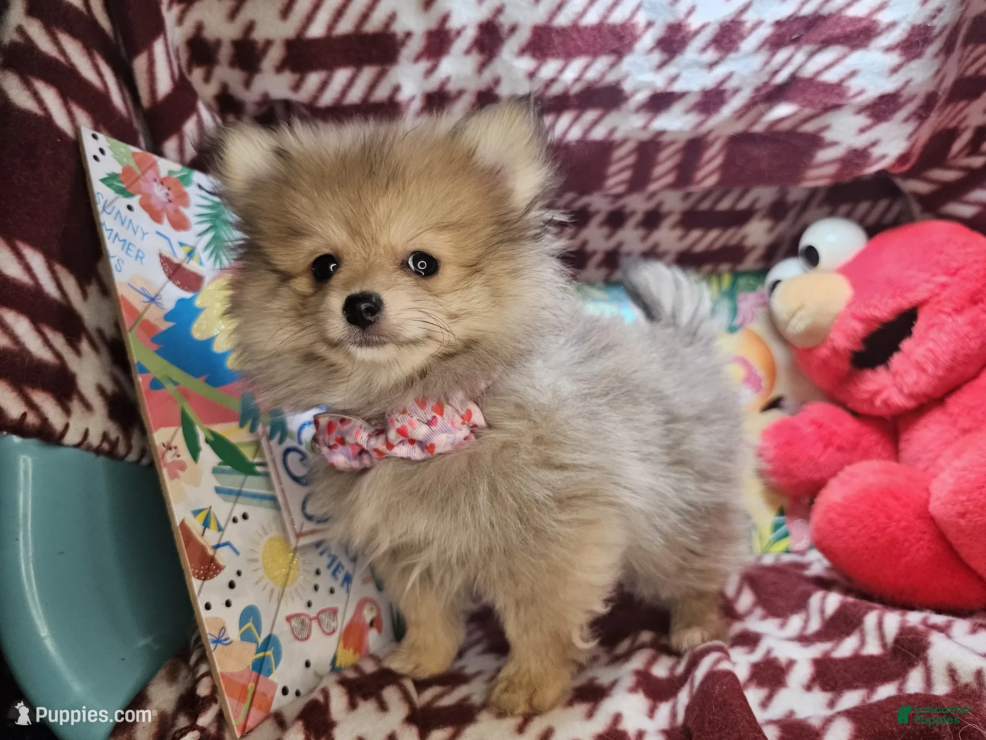 Pomeranian dogs for sale: Tawnii the warm Beauty - Ad 1