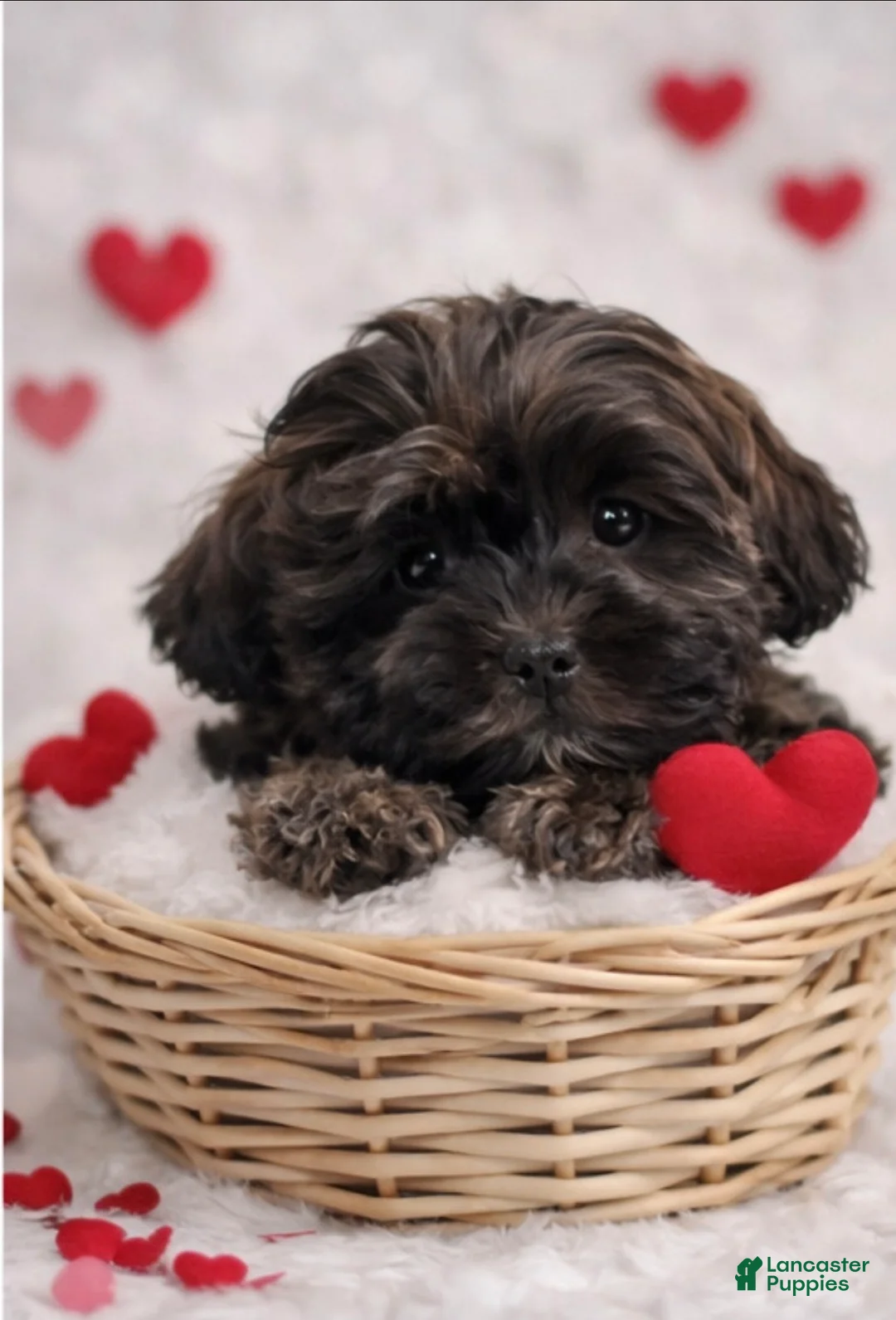 Shihpoo dogs for sale: Lovey - Ad 2