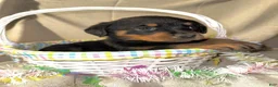 Rottweiler dogs for sale: Rottweiler Puppy 3 - Ad 4