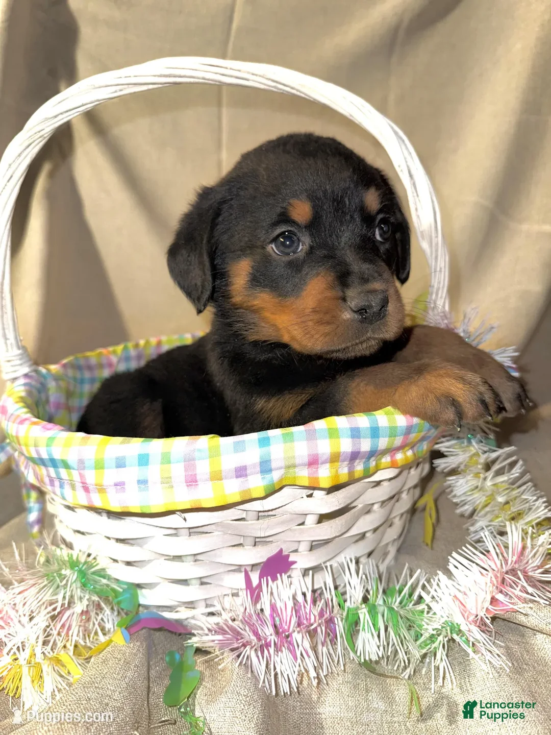 Rottweiler dogs for sale: Rottweiler Puppy 3 - Ad 4