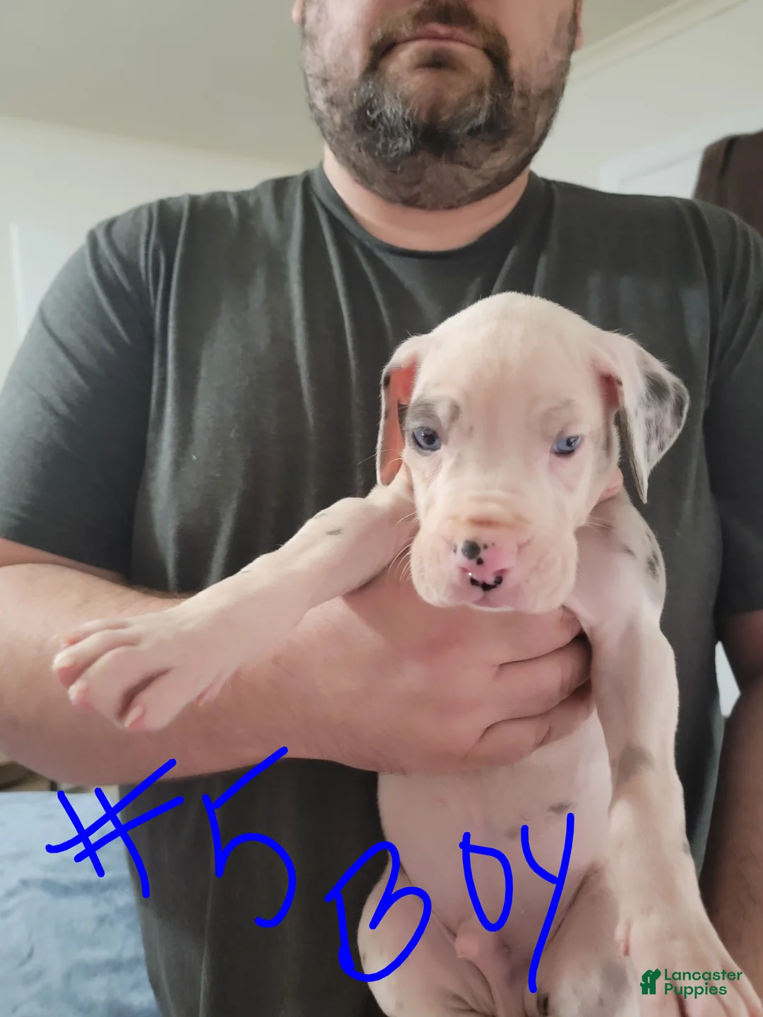 Great Dane dogs for sale: Great Dane Puppy 3 - Ad 1