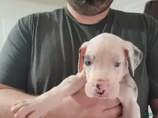 Great Dane dogs Great Dane Puppy 3 - Ad 17