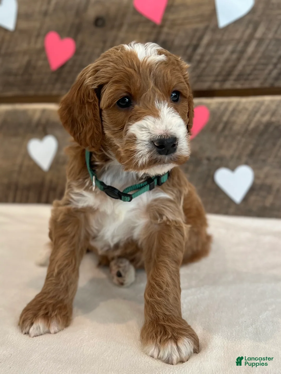 Irish Doodle dogs for sale: Jackson - Ad 7