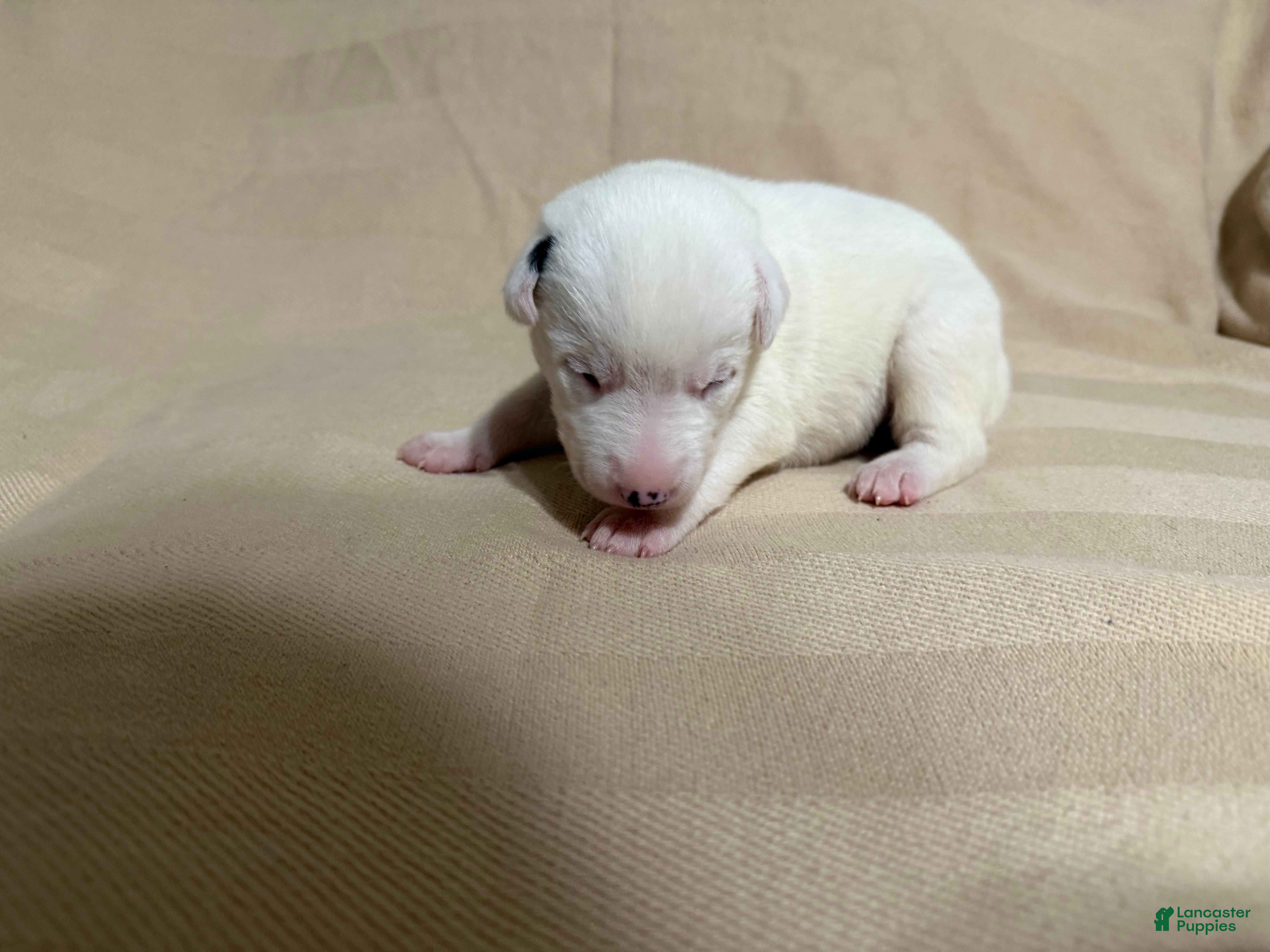 Mixed Breed dogs Oscar  - Ad 11