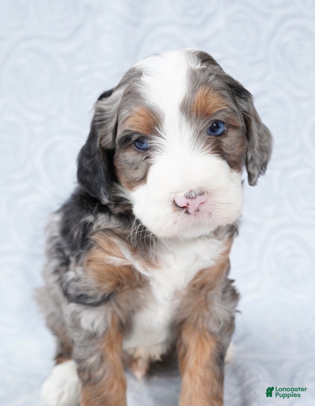 Mini Bernedoodle dogs for sale: Mini Jax - Ad 4