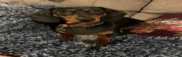 Dachshund dogs for sale: Dachshund 1 - Ad 2