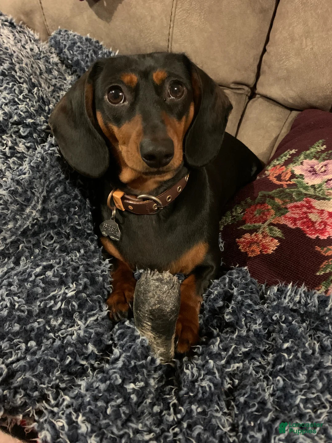 Dachshund dogs for sale: Dachshund 1 - Ad 2