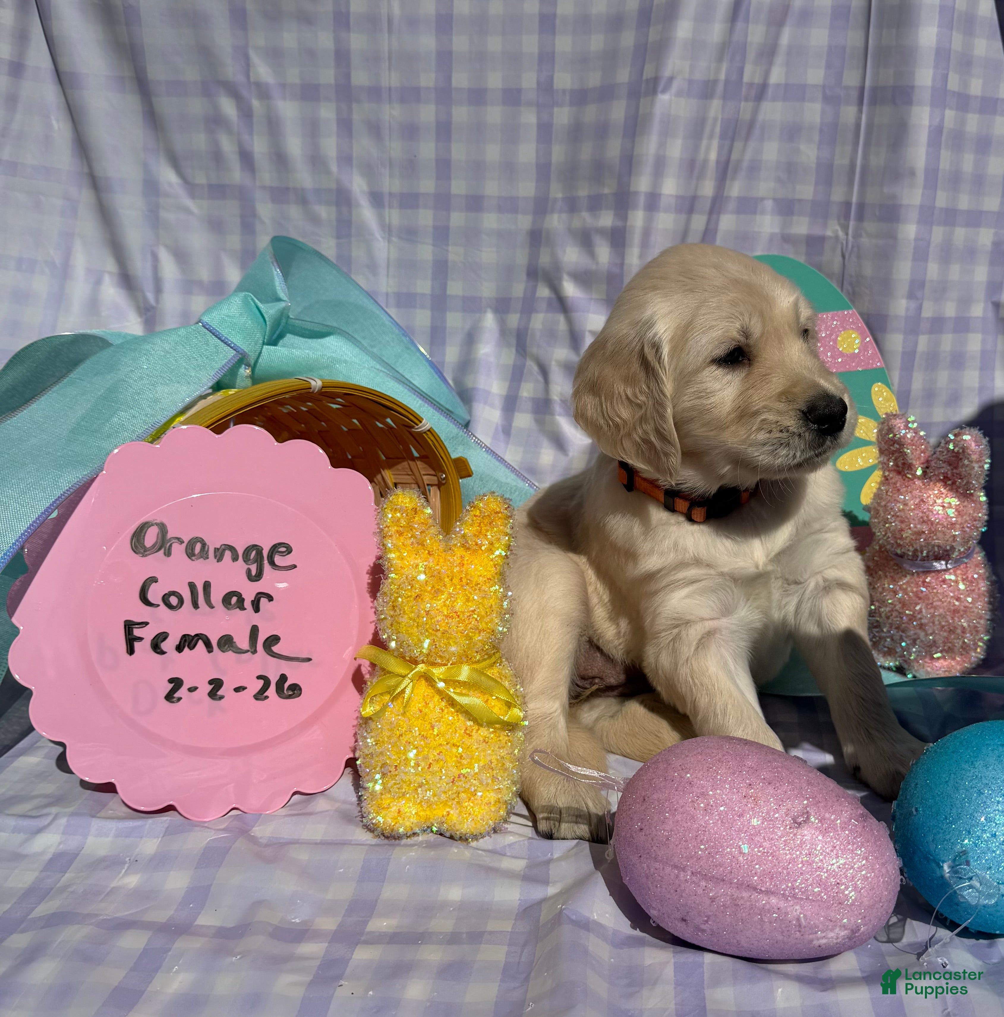 Golden Retriever dogs Orange Collar - Ad 4