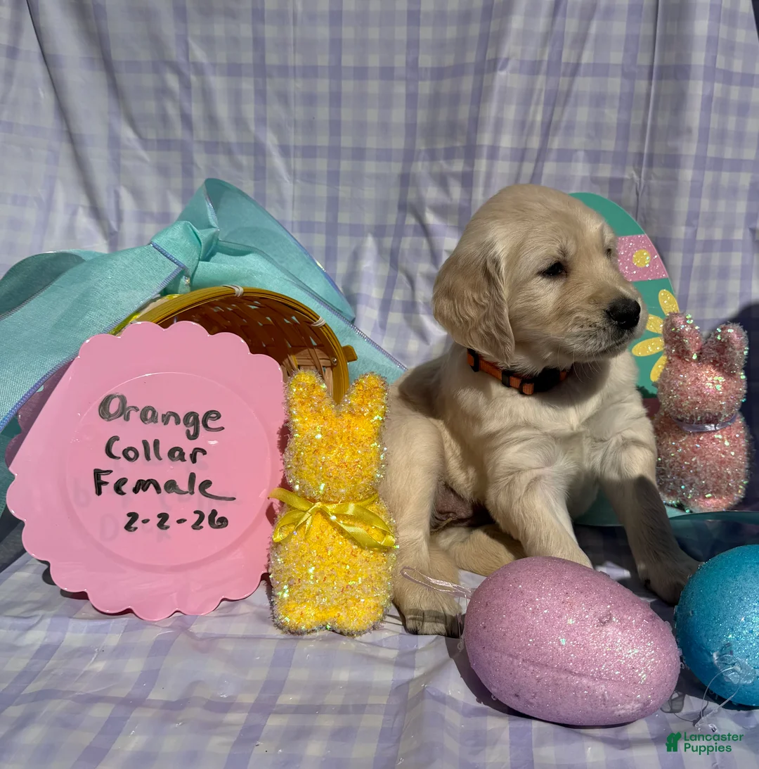 Golden Retriever dogs for sale: Orange Collar - Ad 1