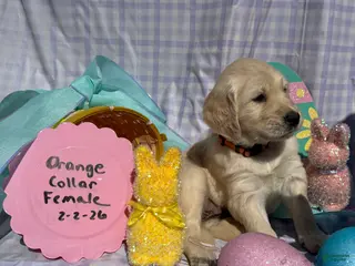 Golden Retriever dogs Orange Collar - Ad 4