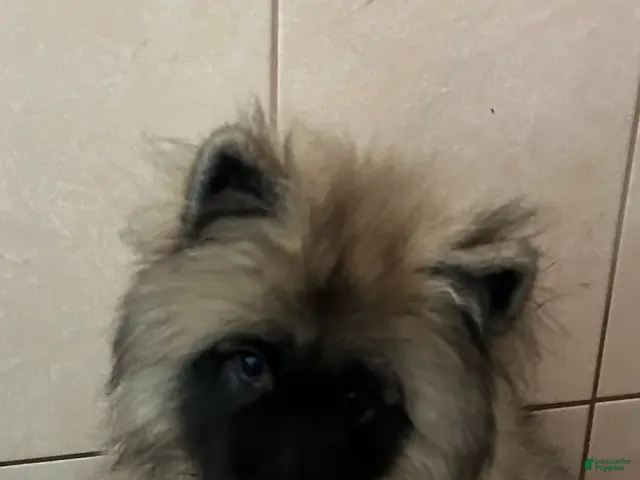 Keeshond dogs for sale: Bear - Ad 18