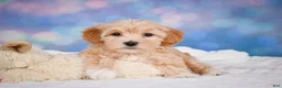 Maltipoo dogs for sale: callie - Ad 16