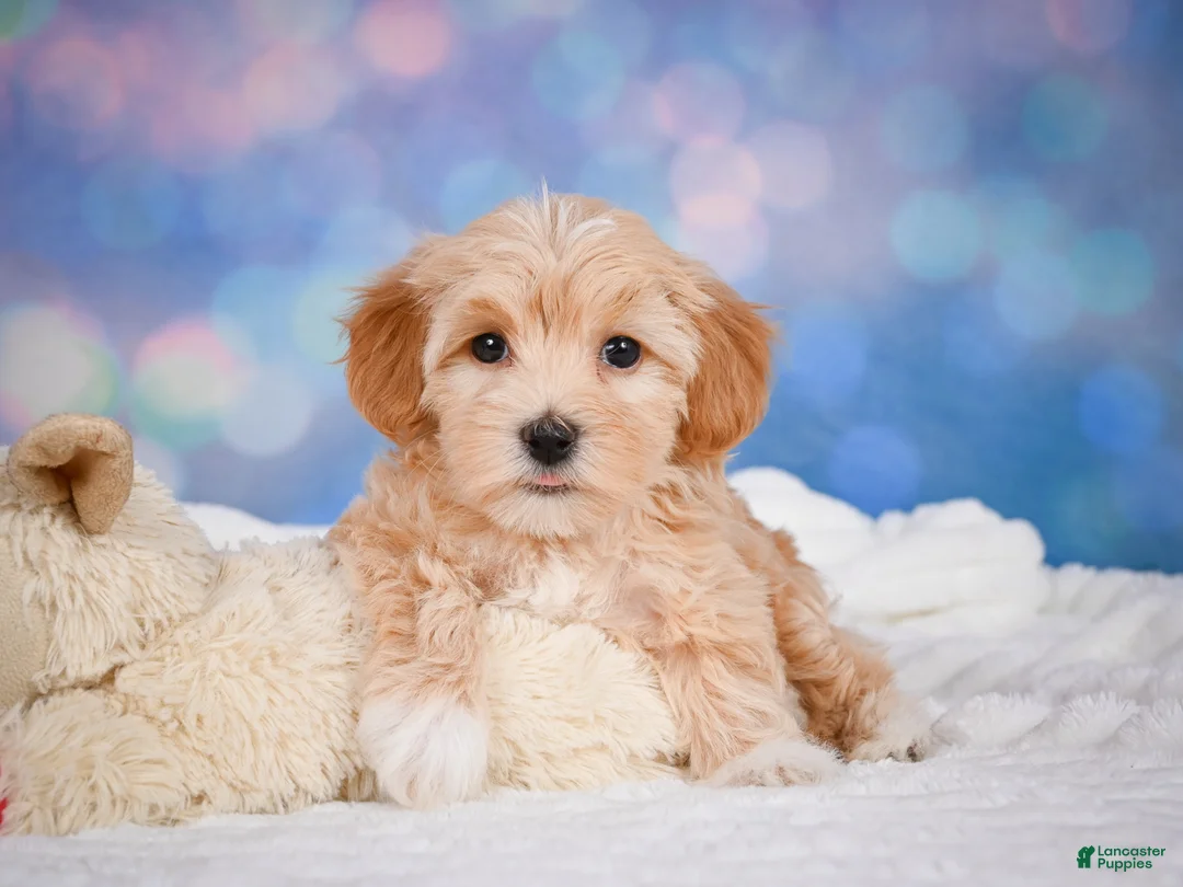 Maltipoo dogs for sale: callie - Ad 16