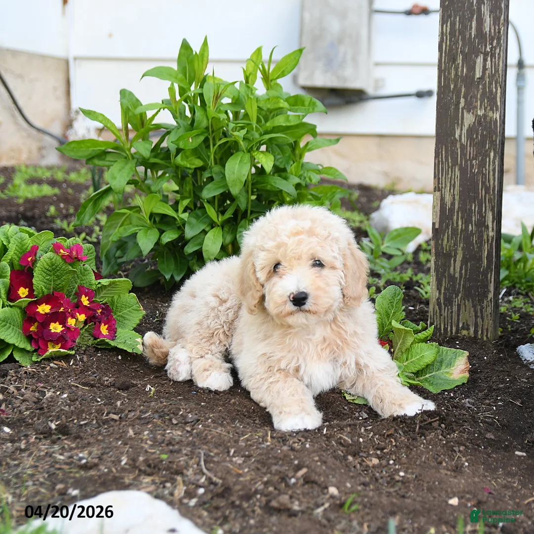 Miniature Labradoodle dogs for sale: Josie - Ad 2