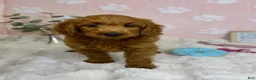 Mini Goldendoodle dogs for sale: Lexi - Ad 2
