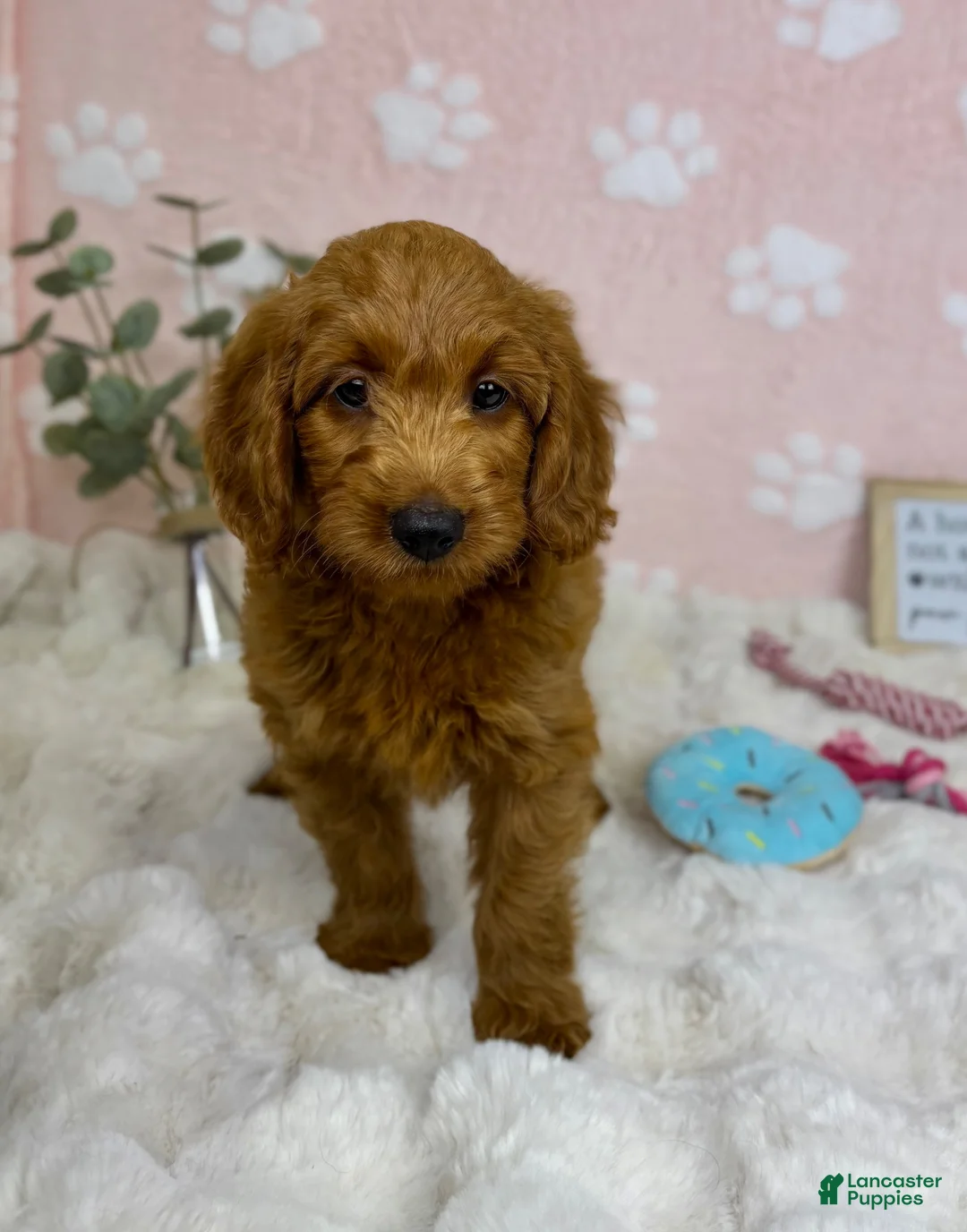 Mini Goldendoodle dogs for sale: Lexi - Ad 2