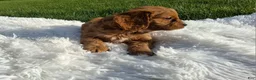 Cavapoo dogs for sale: Ollie - Ad 4