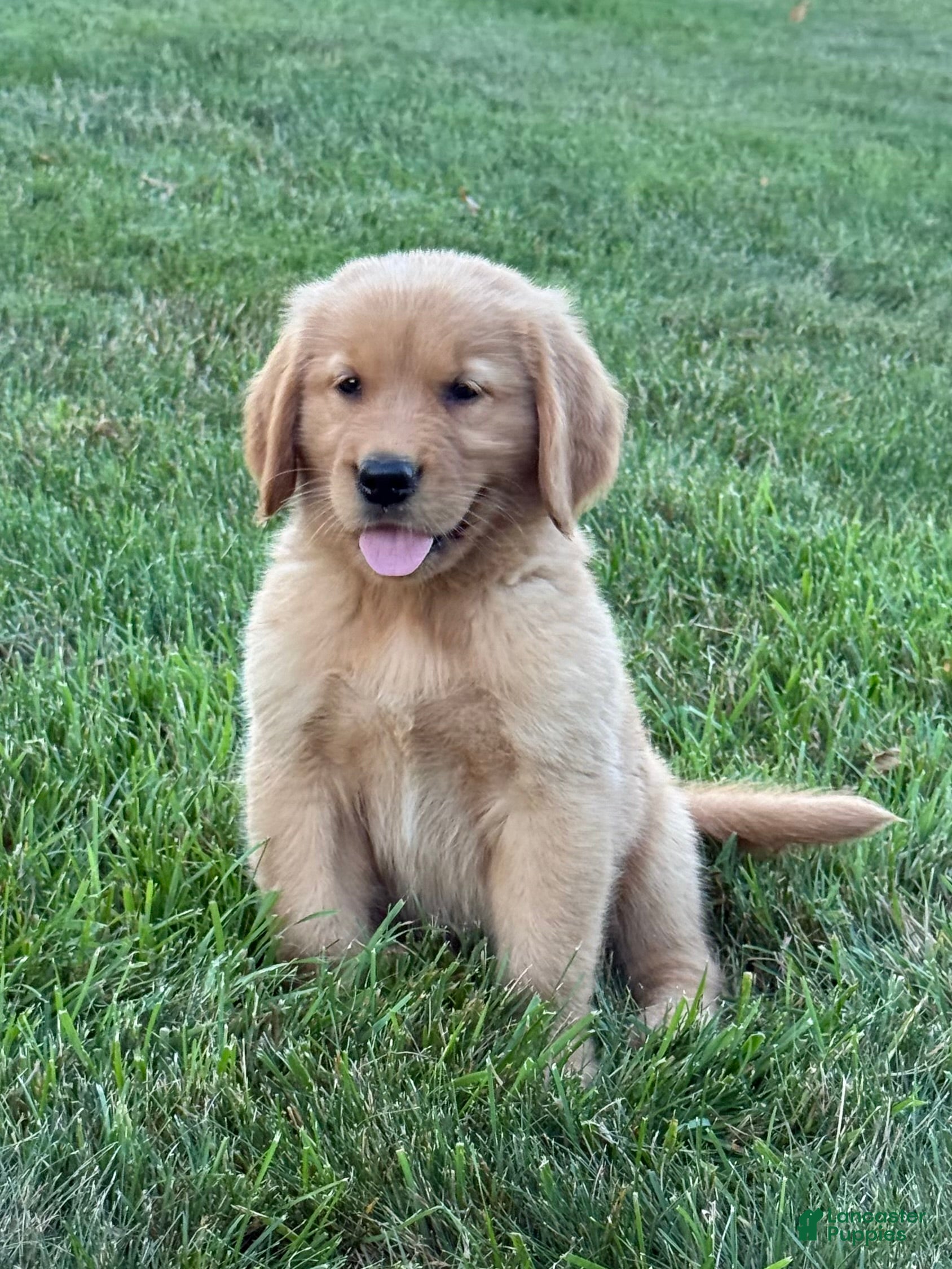 Golden Retriever dogs Cooper - Ad 1
