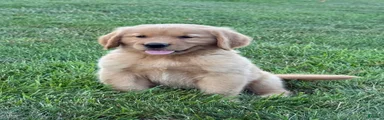 Cooper