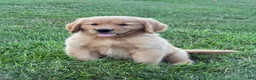 Golden Retriever dogs for sale: Cooper - Ad 1